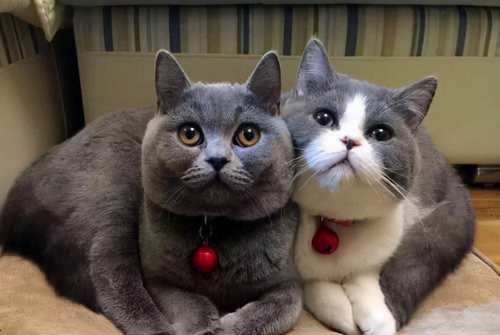 养公猫好呢还是养母猫好（详解：蓝猫母猫与公猫哪个更好养）