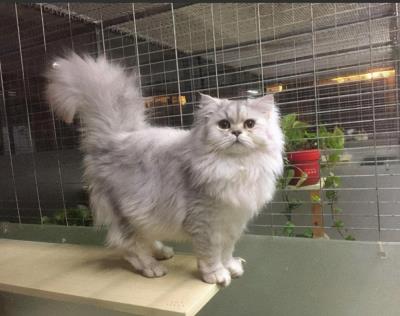 6种常见宠物猫的价格（宠物猫大全及价格图片）