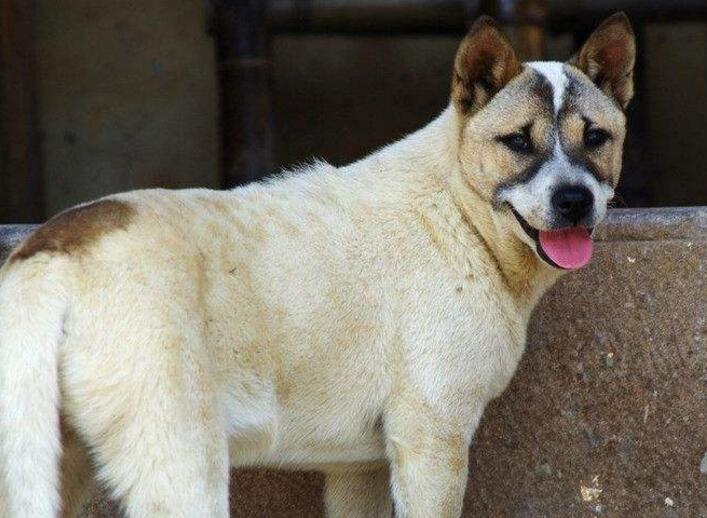 狗狗吃什么食物会导致离世(附:狗吃什么药会没了)