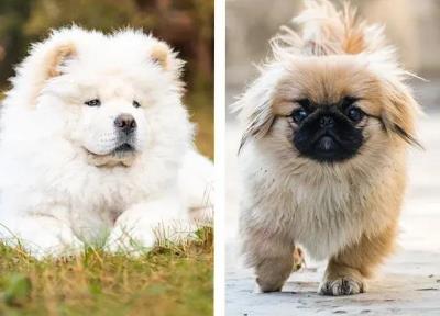 狗狗品种大全及图片真实（最罕见的12个狗品种）