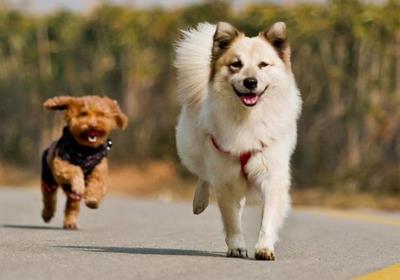 狗狗胰腺炎怎么治疗(狗狗胰腺炎怎么治疗)