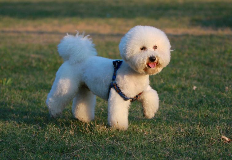 详解比熊犬的五大特点（纯种比熊犬有哪些特征）