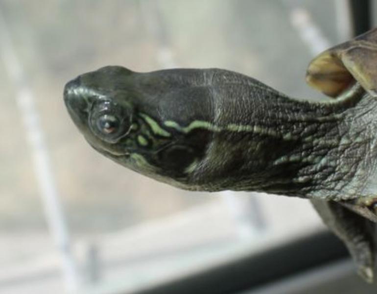 怎么判断乌龟有白眼病（详解：乌龟白眼病不需要把白膜弄下来）