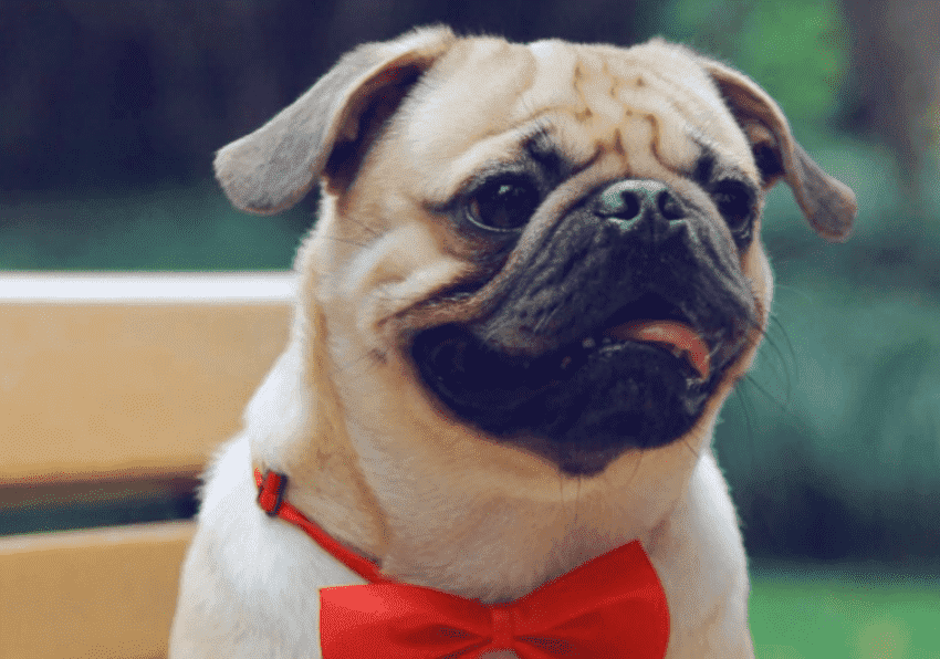 狗不好好护理会出现什么疾病（附：狗呼吸急促肚子鼓动怎么了）