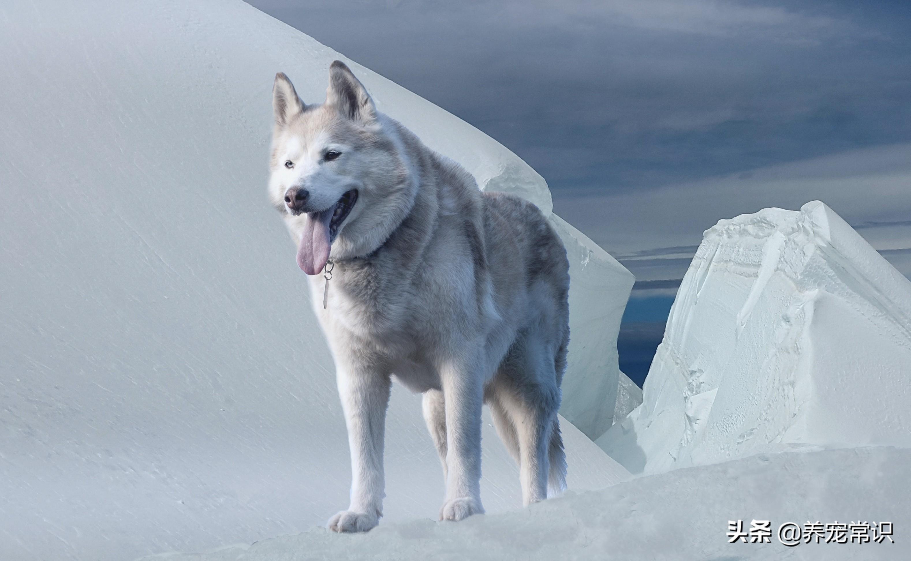比利时牧羊犬怎么饲养（详解：比利时牧羊犬喂养技巧）