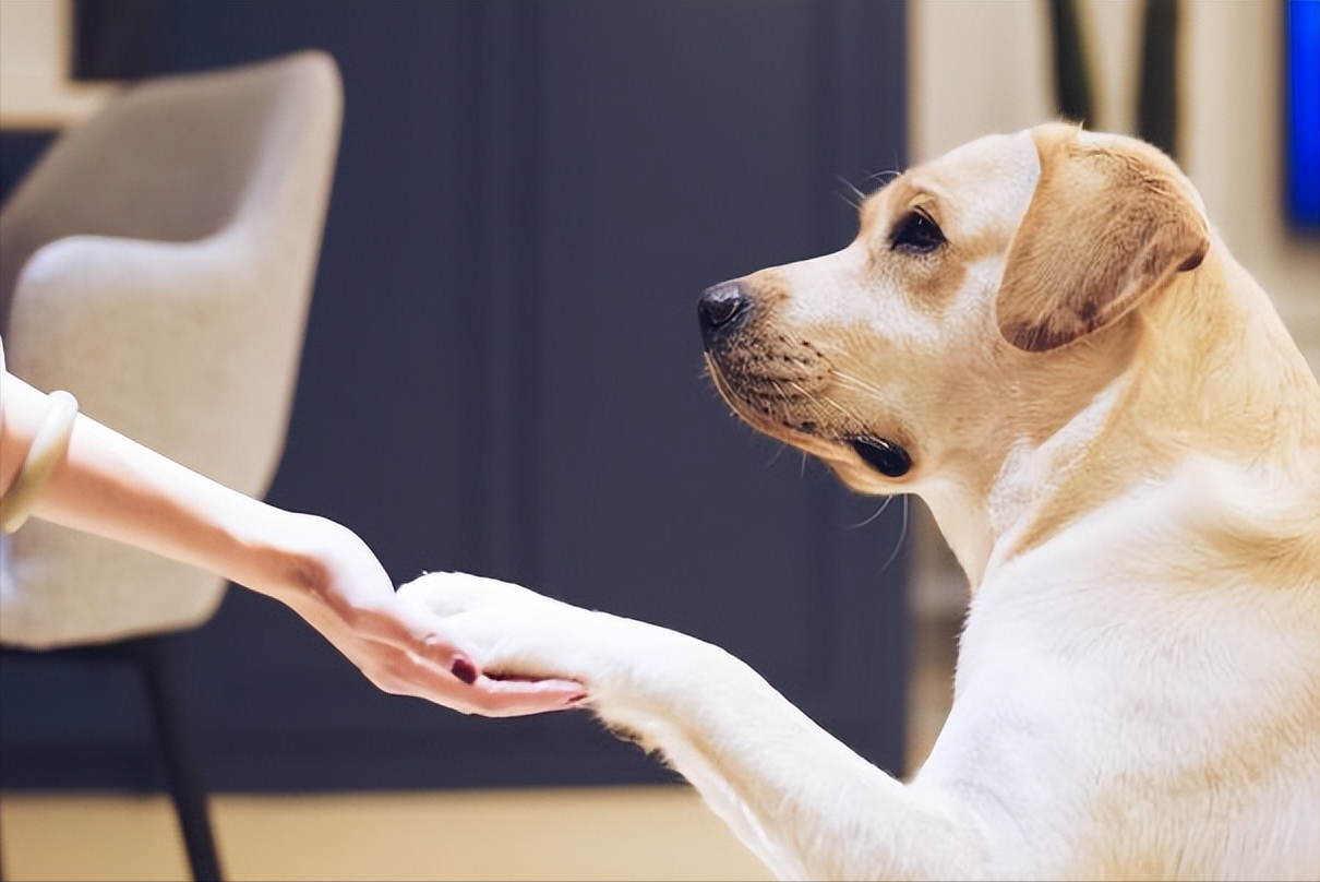 教你养拉布拉多幼犬的方法(拉布拉多幼犬怎么喂养方法)