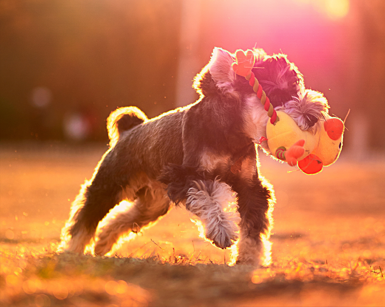 雪纳瑞狗好不好养(详解:养雪纳瑞的好处与坏处)