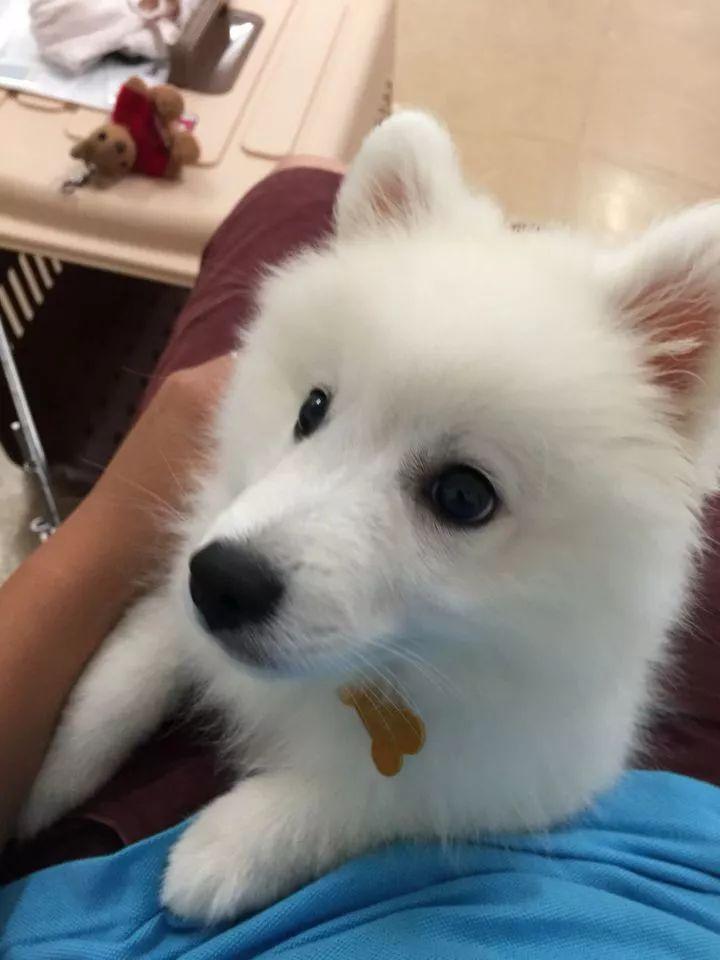 银狐犬为什么很少人养（建议不养银狐犬的理由）