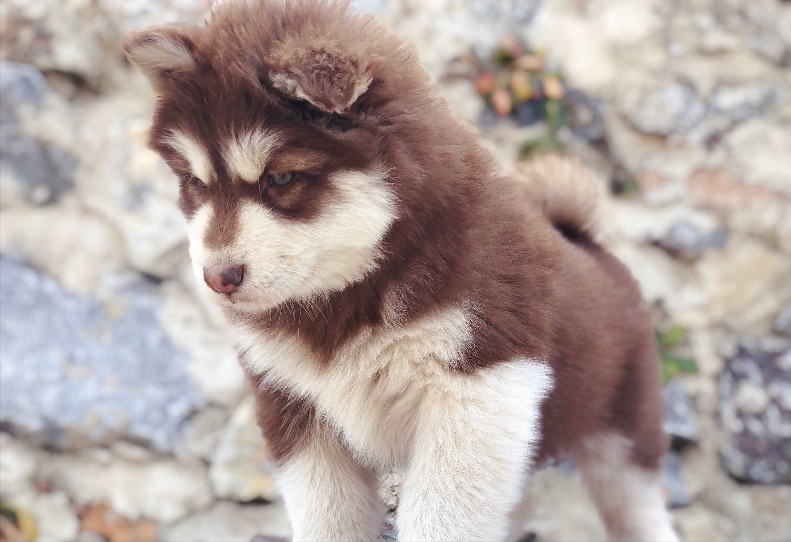 分享五个饲养阿拉斯加犬的理由（阿拉斯加犬好养吗）