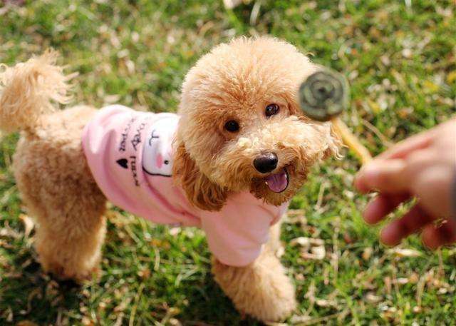 正确的养泰迪狗方法讲解(泰迪犬怎么养才听话)