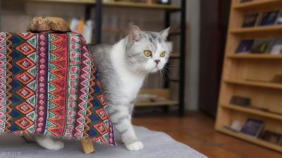 猫咪吐黄水不吃食怎么办(猫咪吐毛球和黄水怎么办)