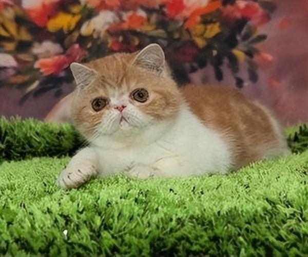 猫的图片大全大图侧面（看图识小猫猫品种大全）