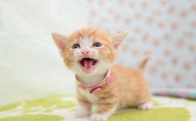 猫为什么会得猫传腹（猫传腹知识点）