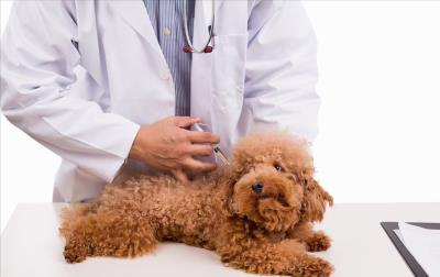 泰迪极度恐惧的表现（泰迪内心的几个痛点）