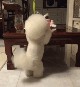 教你判断泰迪是小体还是大体（附：泰迪狗一生认几个宠主）