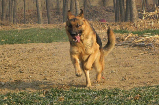 了解养德牧的几个坏处（附：刚开始养德牧就后悔？）