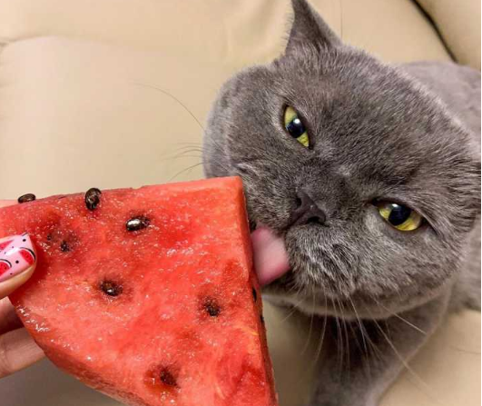 猫咪可以吃的水果名单(猫可以吃什么食物)