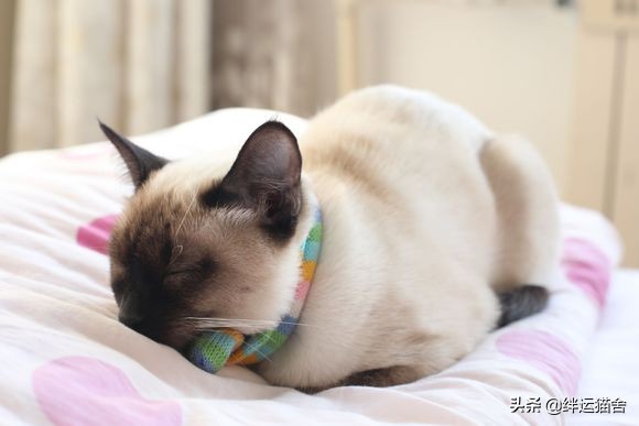 很多猫舍不卖暹罗这是为什么(附:建议不养暹罗猫的原因)