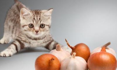 猫吃什么会中毒立刻死（这几种食物容易导致猫咪中毒）
