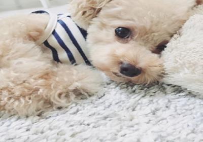 狗狗拉血用什么药最好（狗狗拉肚子吃什么药）