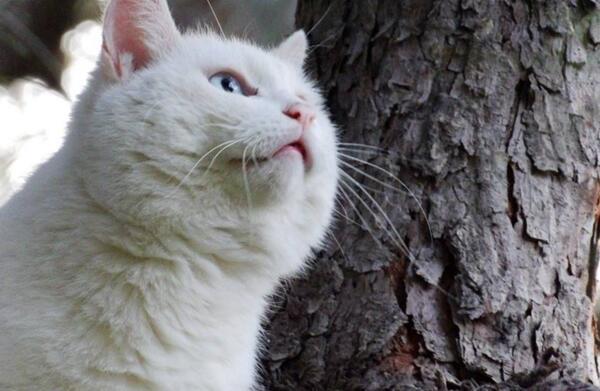 异瞳白猫为什么不建议养(白色异瞳猫好养吗)