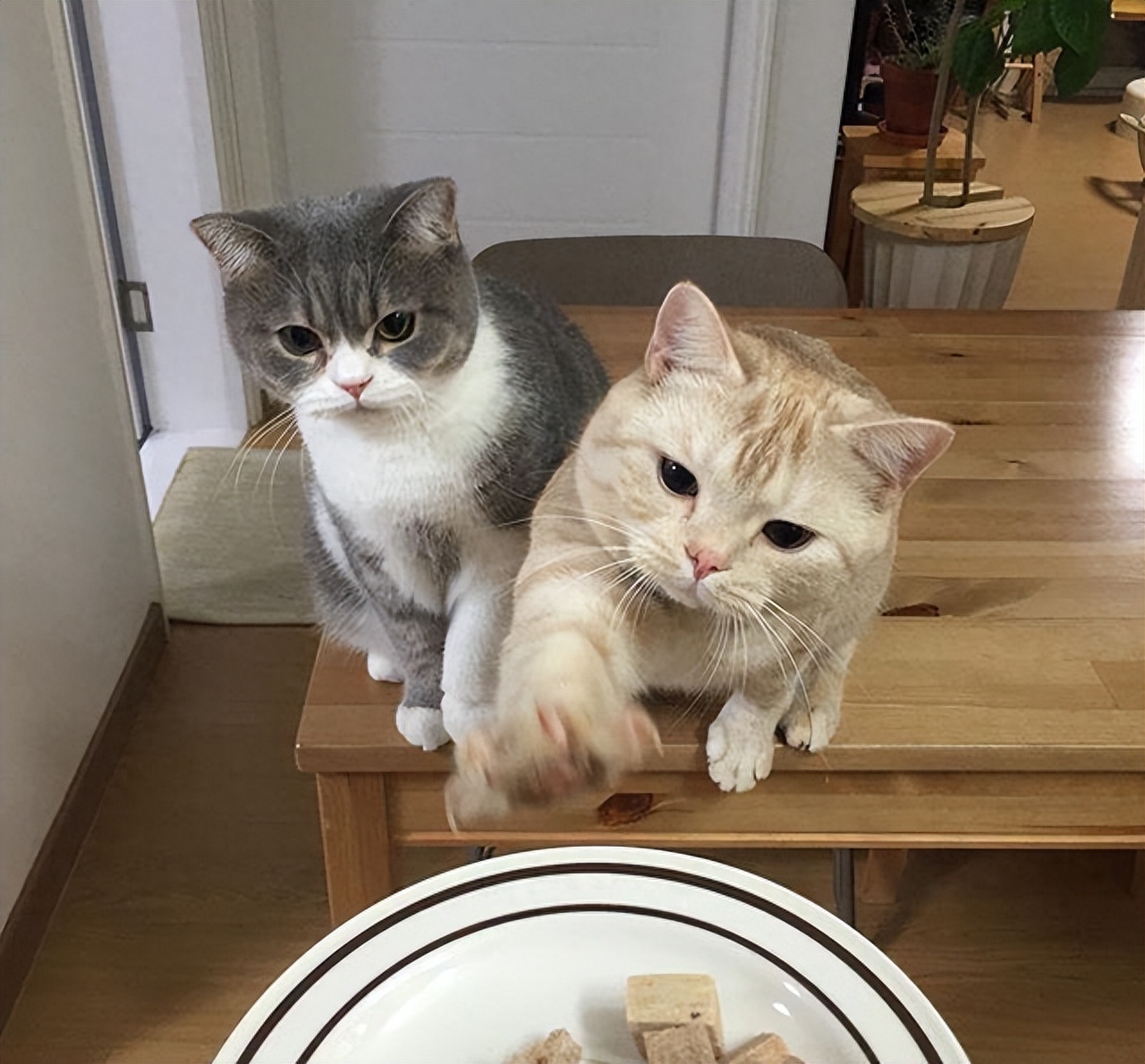 女猫咪高贵洋气的名字有哪些（中国人给猫“取名”气质拿捏得死死的）