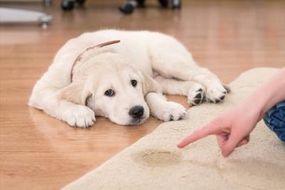 主人一定要注意：狗狗死后的七天要注意什么