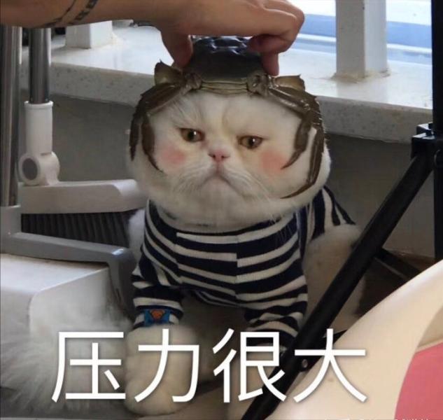 不建议养母狸花猫的原因（附：狸花猫多大才会变温顺）