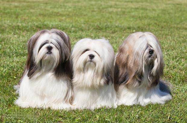 中国十大名犬排名（宠物狗的品种有哪些）