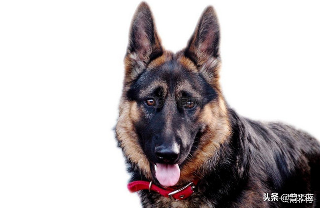 最强的十种猎犬介绍（什么猎犬最好养）