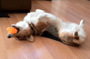 柯基犬怎么喂养（告诉你养柯基的七大好处）