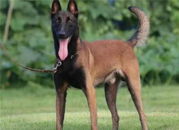 马犬不接受训练有啥后果