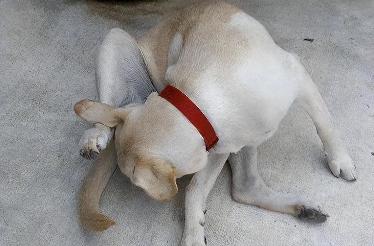 狗狗总是舔小便处是怎么回事（狗：帮我看是不是有这7种病了）