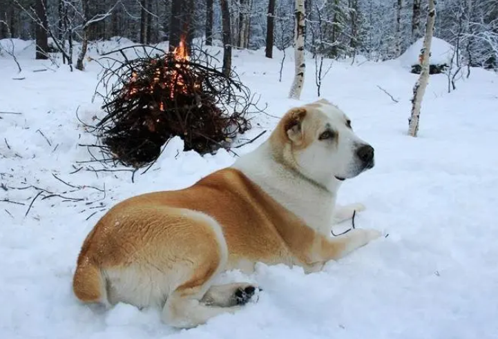 中亚犬的优缺点及性格（犬种百科之中亚牧羊犬）