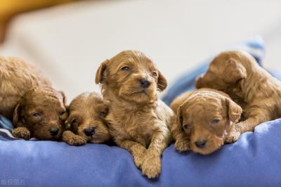 泰迪多少钱一只幼犬（养一只泰迪犬要花多少钱）