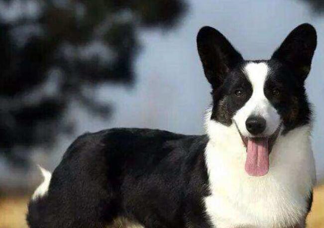 教你判断纯种柯基犬的其它标准（纯种的柯基也有黑白色的吗）