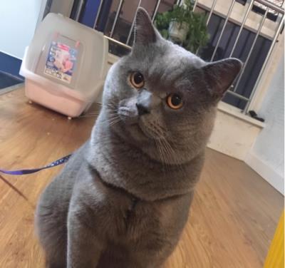 英短蓝猫图片大全（英短蓝猫有这7个优点）