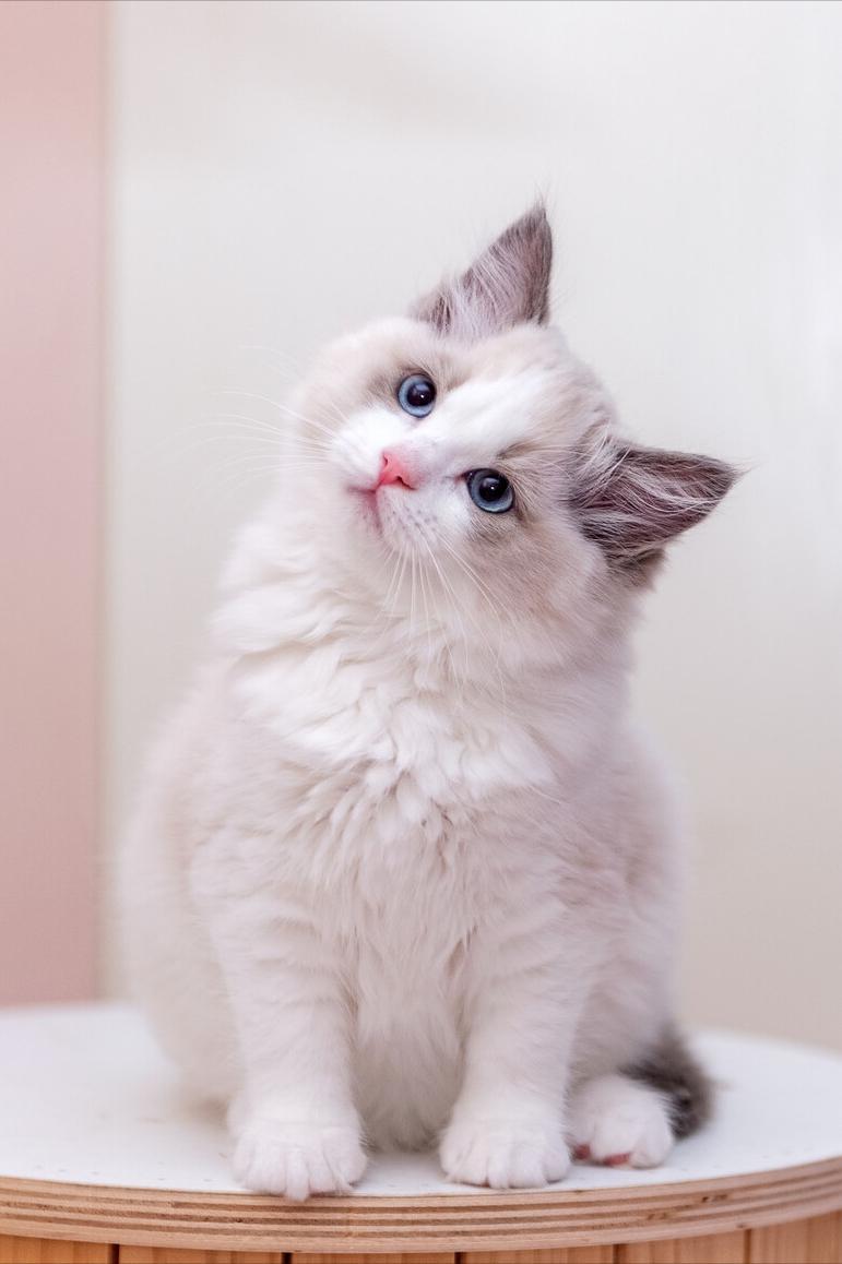 布偶猫认主人的几种行为（布偶猫只认一个铲屎官吗）