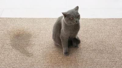 防止公猫乱尿的方法(公猫乱尿怎么解决)