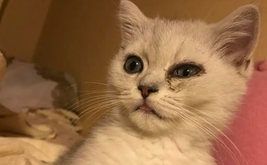 猫眼泪多是怎么回事？铲屎官们快了解一下！