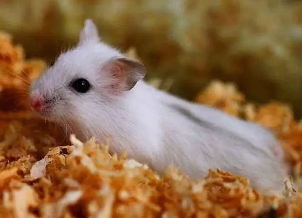 仓鼠一星期不吃东西会饿死吗