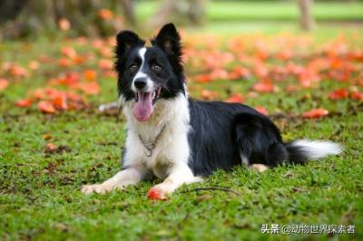中国十大最受欢迎犬种（十大最受欢迎的家庭犬种）