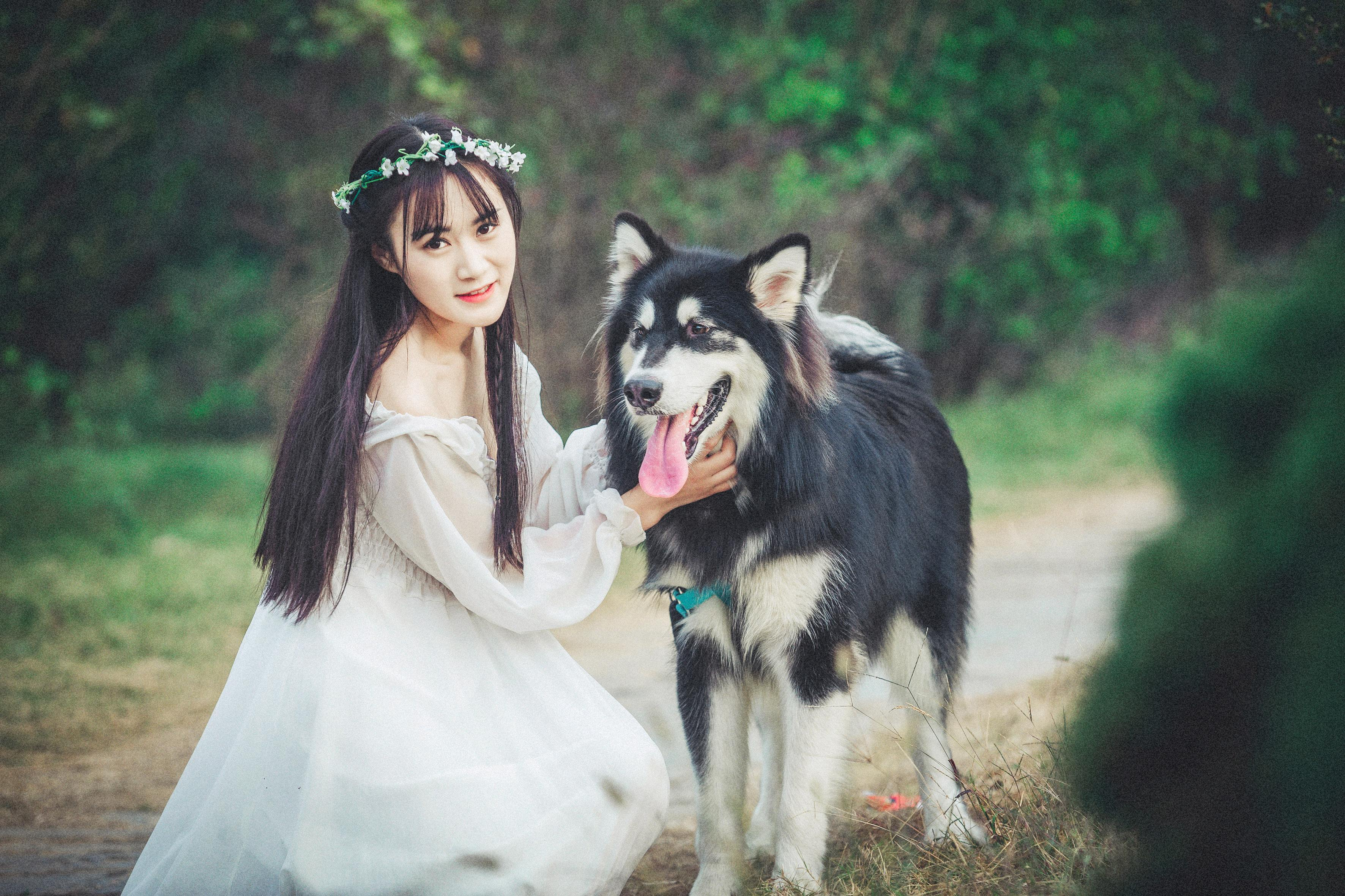 分享五个饲养阿拉斯加犬的理由（阿拉斯加犬好养吗）