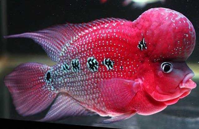 淡水观赏鱼种类大全及名字及图片（淡水观赏鱼排行榜）