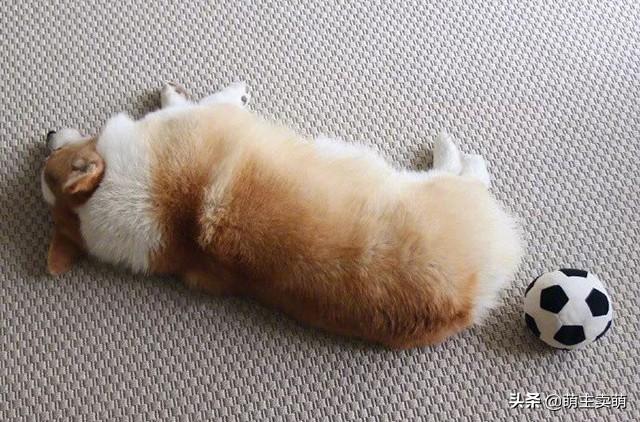 分享十个不养柯基的理由（详解：女生为什么不能养柯基）