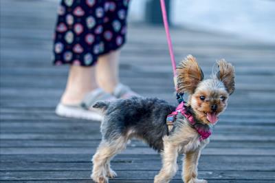 主人一定要注意：狗狗死后的七天要注意什么