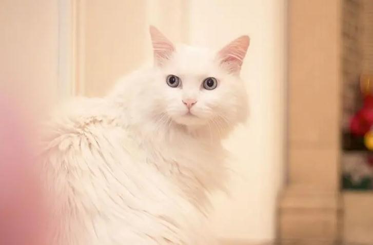 猫咪消炎药吃过量会有什么反应