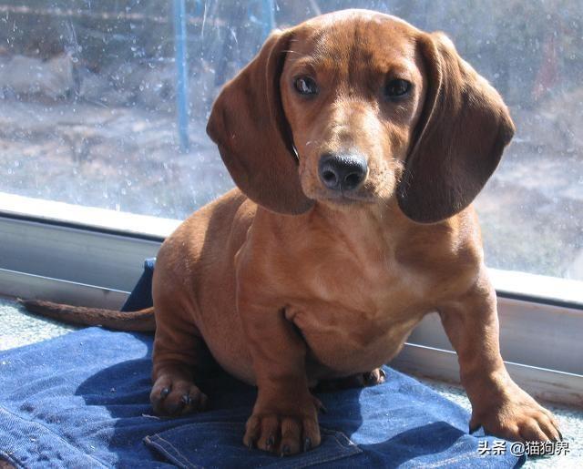 腊肠狗怎么养才健康（详解腊肠犬喂养方法）