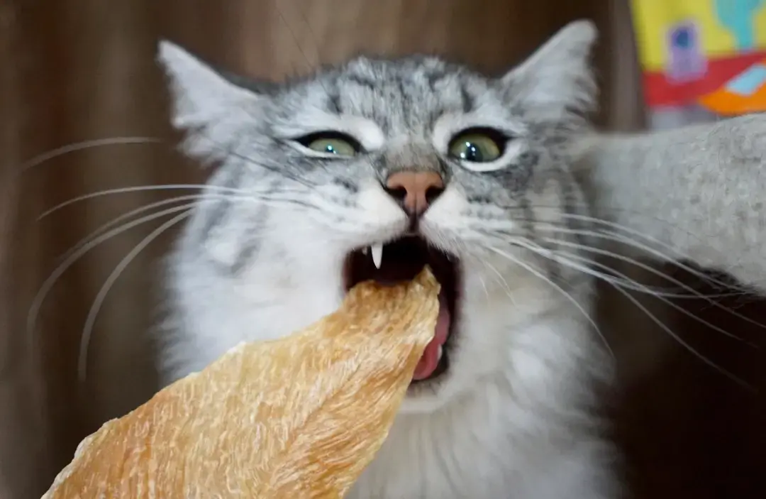 了解猫咪绝不能吃的食物(猫能吃火腿肠吗)