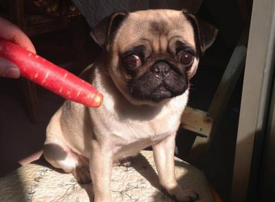 狗狗能吃胡萝卜吗(为什么经常给狗狗吃胡萝卜)